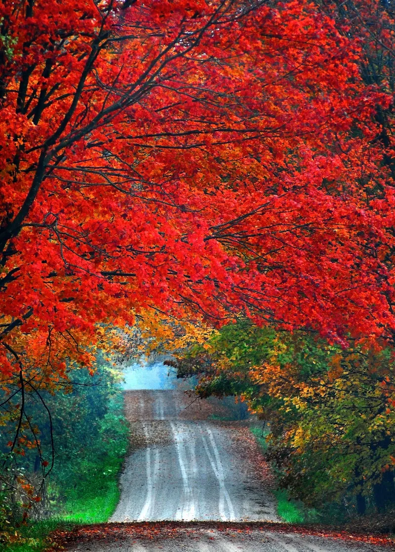 Autumn Gateway