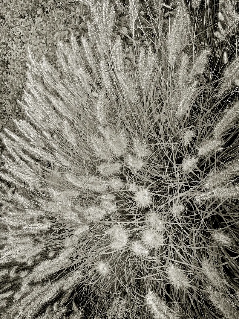 Beach Grass