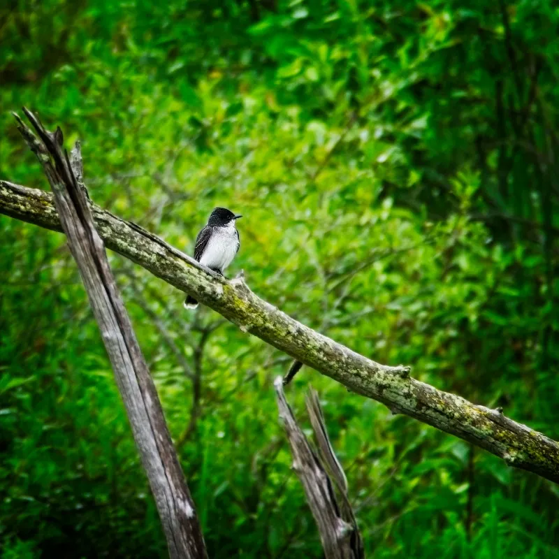Animal And Wildlife photography in Little Lakes, Ontario
