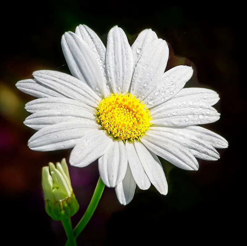Botanical Life photography in Goderich, Ontario