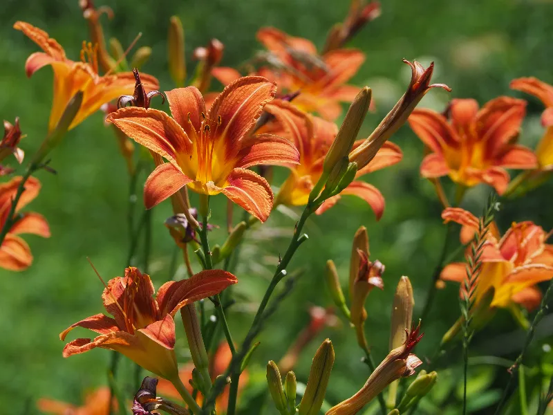 Botanical Life photography in Little Lakes, Ontario